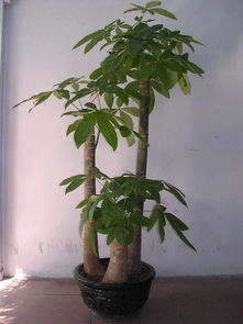 发财树三种人不能养 发财树放客厅大忌