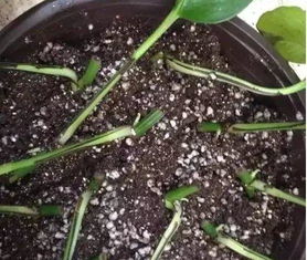 压条和扦插的区别 压条和扦插哪个生根快