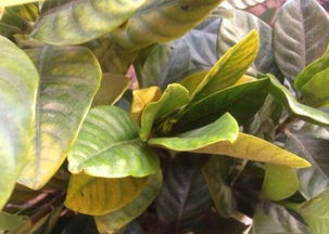 叶子发黄 叶斑病 叶片发黄是缺什么肥料