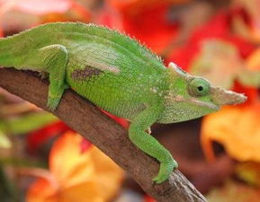 变色龙好养吗 为什么国内禁养变色龙