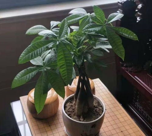 发财树猛长个是什么兆头 发财树冒新芽是好兆头吗