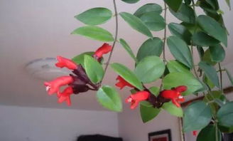 口红吊兰一年开几次花 口红吊兰的风水寓意