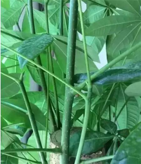 发财树最佳扦插方法 发财树的扦插方法视频