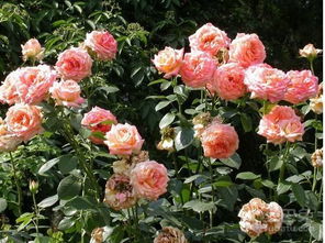 古人对月季花的雅称 月季的雅称绰号别名