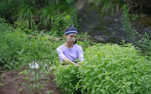 只有河南人吃荆芥吗 为啥出了河南没人吃荆芥