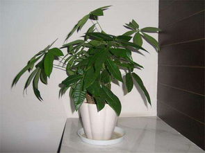 发财树的风水作用 发财树三种人不能养