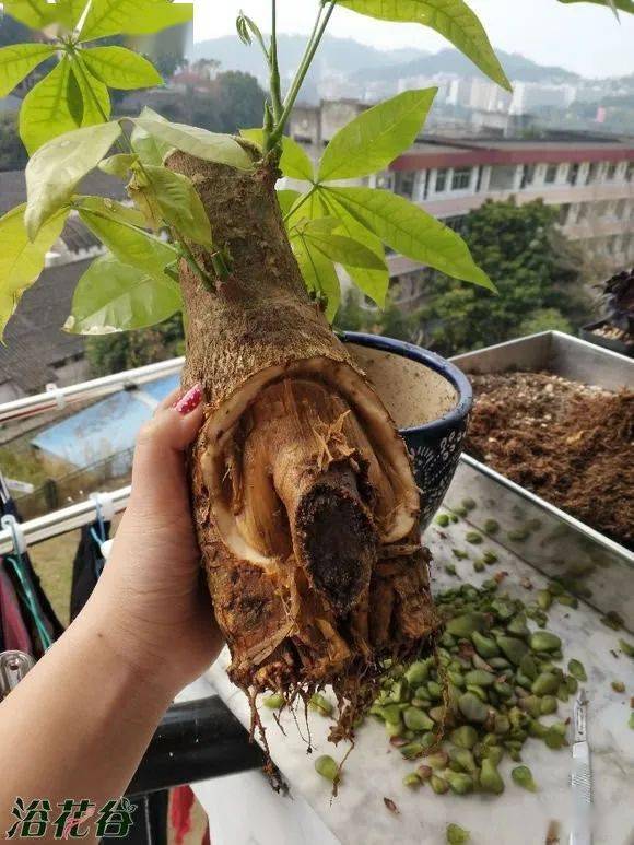 发财树根没烂,树干软了 发财树皮软烂,撕掉还能活吗