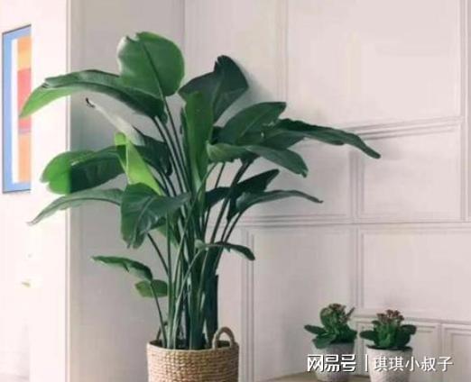 叶子又大又厚的绿植叫 客厅大叶子绿色植物