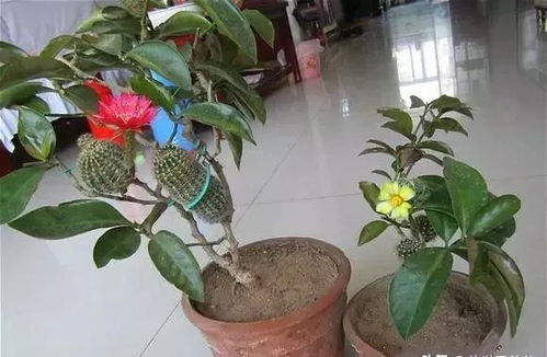 叶仙几年苗可以嫁接 叶仙太细怎么嫁接