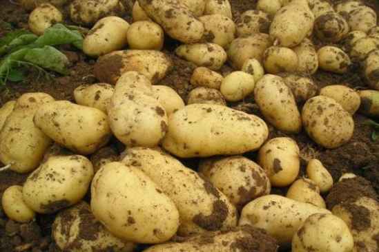 吃了轻微发绿的土豆没事 土豆发绿了能吃吗