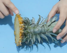 吃剩下的菠萝头怎么种植 菠萝头水培最简单的方法