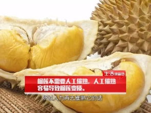 吃榴莲喝牛奶会死人吗 吃榴莲的7大禁忌