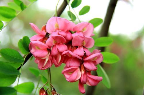 吃槐花为什么会中毒 吃冷冻的槐花中毒了