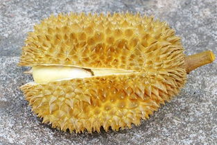 吃榴莲对子宫有什么好处 吃了榴莲内膜涨起来了