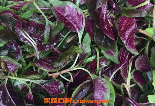 吃汉菜的好处 汉菜对骨折的作用