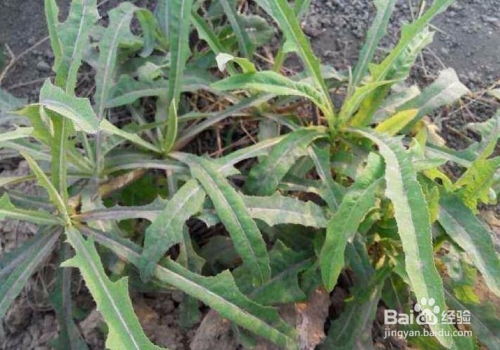 吃苦菜的好处和坏处 吃苦菜有什么副作用