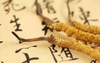 吃虫草5大禁忌 长期吃虫草促进肿瘤增长