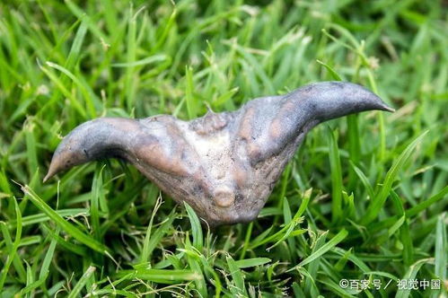 吃菱角有5个好处 吃菱角的五大禁忌