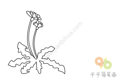 各种各样的花简笔画 二十种花朵简笔画
