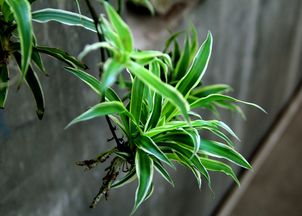 吊兰为什么老是长长杆子 吊兰长出的藤条怎么处理