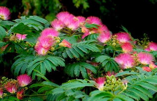 合欢花的花语和寓意 为什么合欢花是死人花