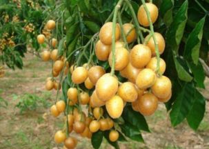 吃黄皮果有什么好处和坏处 女人多吃黄皮果的好处