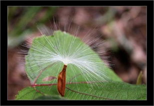 各种植物的传播方法 《植物妈妈有办法》
