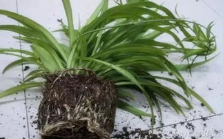 吊兰为什么夏天就烂根 吊兰根部发黑腐烂怎么办