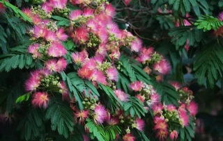 合欢花有什么作用和功效 合欢花对性功能有帮助吗