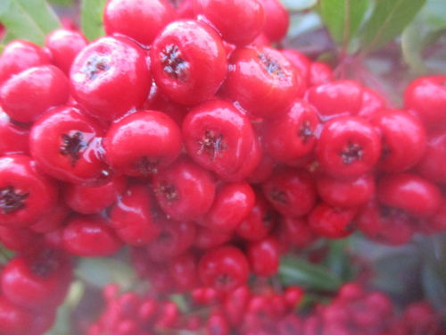 吉利红为什么都是3株 吉利红放在哪里可以旺财