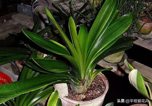 君子兰不开花只需一招 君子兰怎么辨别公母