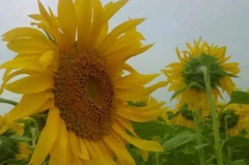 向日葵最出名的古诗句 向日葵五言绝句