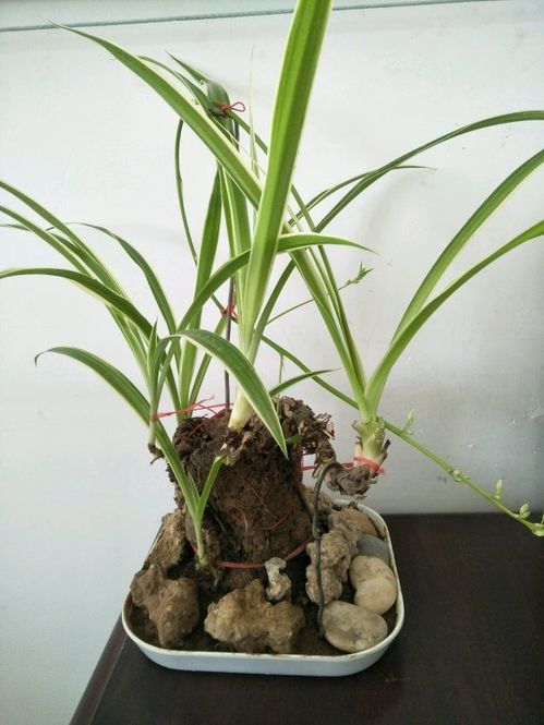 吊兰老桩一般留几个头 吊兰木质化老桩图片