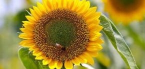 向日葵花代表什么风水 向日葵为什么叫鬼花