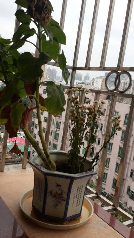 向日葵天天浇水会死吗 向日葵需要什么肥料