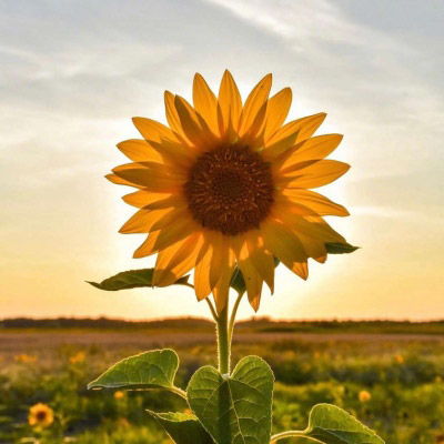 向日葵2023头像 最吉利的向日葵微信头像图片