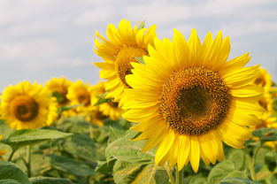 向日葵画不能挂西墙 向日葵花可以挂在西墙吗