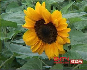 向日葵分为几种类型 观赏向日葵有几个品种