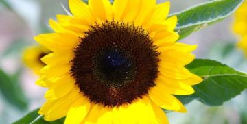 向日葵花茎作用与功效 向日葵花杆的作用