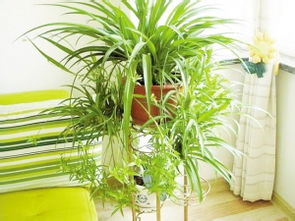 吊兰花语象征与寓意 吊兰开白花预兆什么