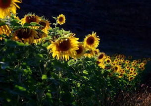 向日葵是祭奠死者花 向日葵为什么叫鬼花