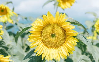 向日葵八个字阳光的短句 向日葵的文案高级感