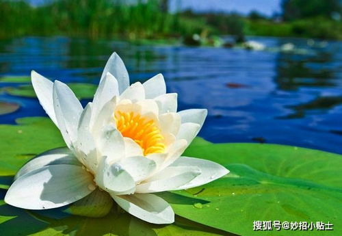 名贵荷花十大品种 100种荷花品种