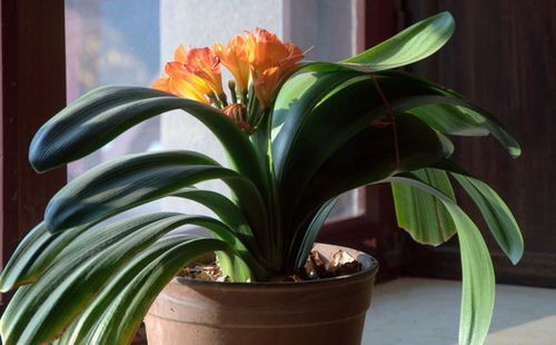 君子兰夹箭怎么办小妙招 君子兰夹箭如何急救