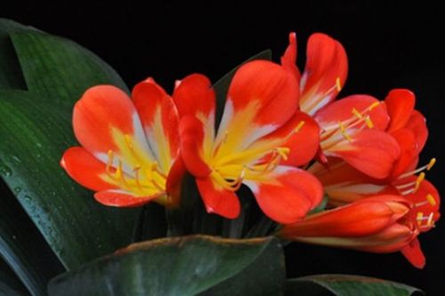 君子兰最好的肥料 君子兰浇啤酒的正确方法