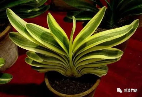 君子兰哪个花色最贵 君子兰哪种花色最旺财