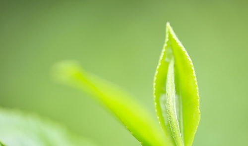 含羞草经典幽默句子 含羞草文案短句干净