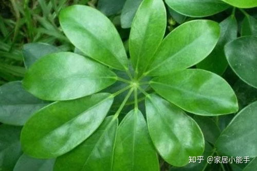 吸甲醛的绿植有哪些 除甲醛的绿植十大排名