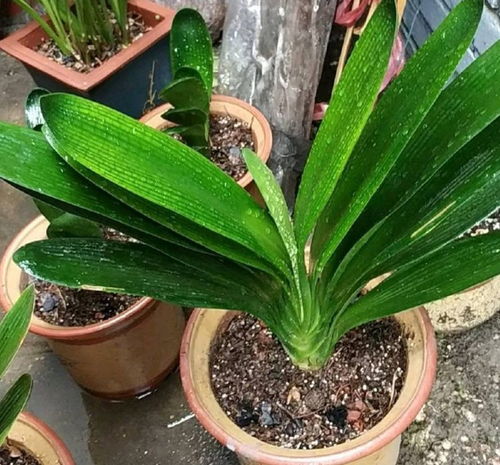 君子兰夏天根烂了可以换土吗 君子兰烂根不换土行吗