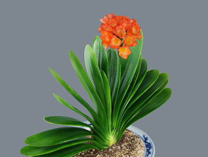 君子兰报喜是真的吗 君子兰开花预示有后人了吗